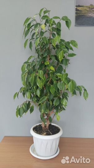 Фикус Бенджамина
