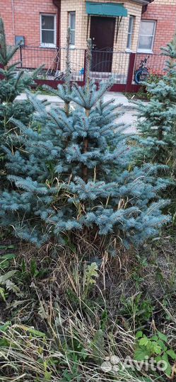 Ель сербская