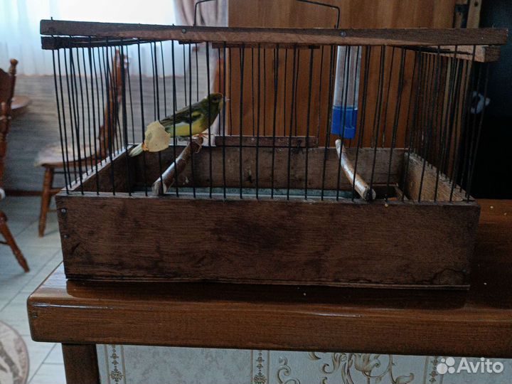 Кенар поющий