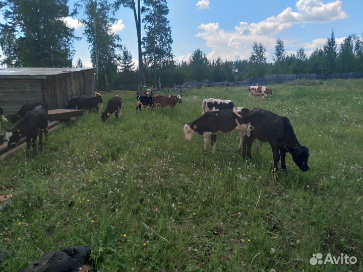 Телята Коровы