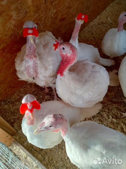 Мясо домашней индейки