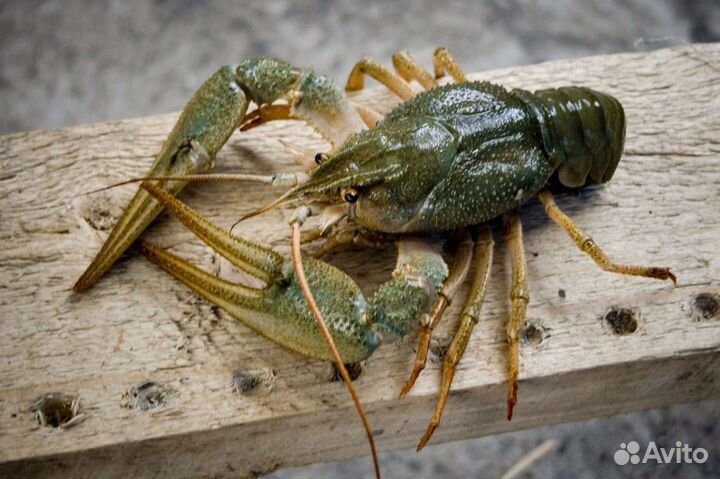 Крабы, креветки, раки