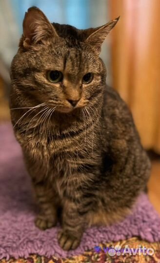 Спокойная ласковая Василисонька ищет передержку до