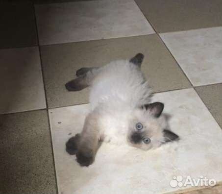 Кошка в дар бесплатно