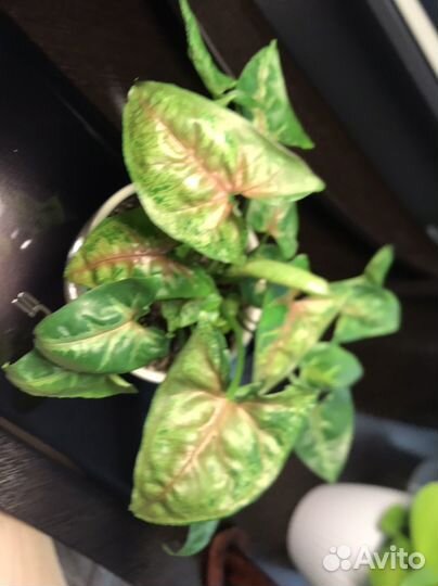 Сингониум кристмасс