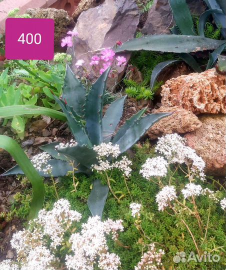 Агава голубая