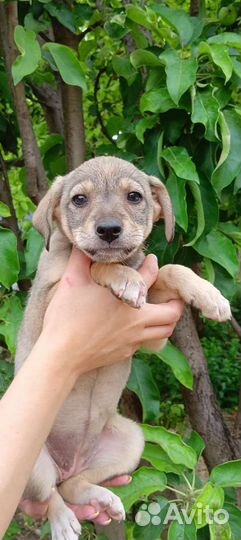 Щенки в добрые руки