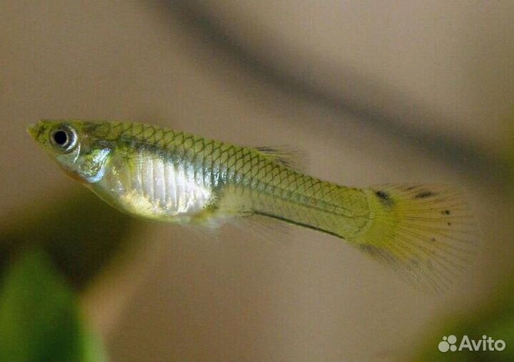 Мальки гуппи