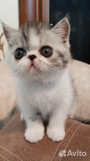 Котики экзотики