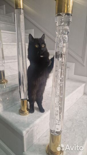 Кошечка игривая 8мес в добрые руки