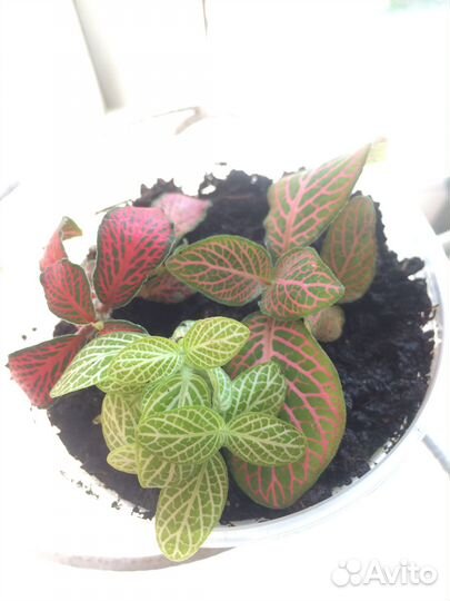 Цветы комнатные