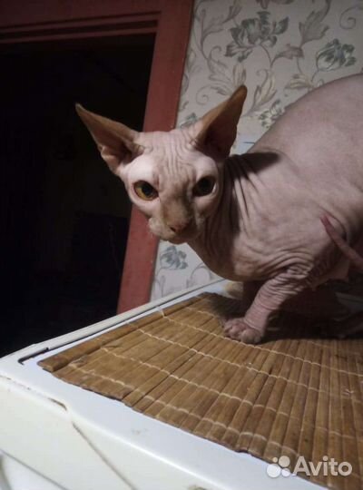Котята донского сфинкса