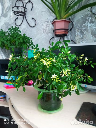 Саженцы комнатного растение мурайя