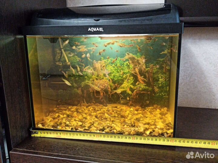 Аквариум с рыбками