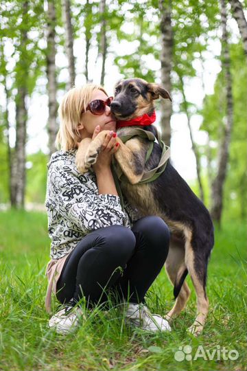 Щенок Джун пропадает в приюте