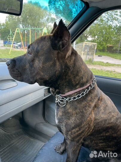 Вязка стаффордширский терьер