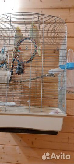 Попугай карелла