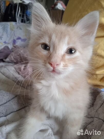 Котенок мальчик