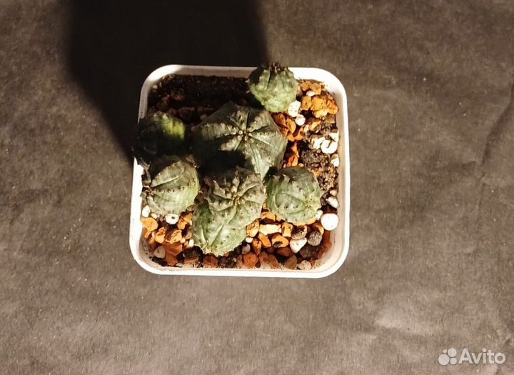 Эуфорбия Глобоза