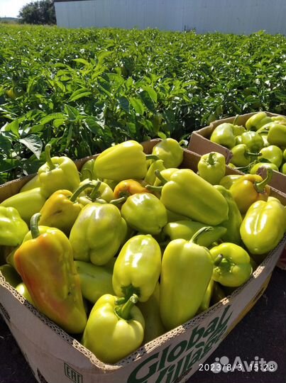 Перец домашний