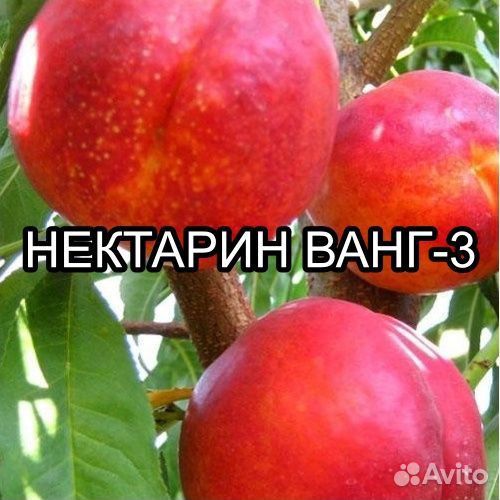 Саженцы нектарина