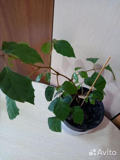 Циссус -березка