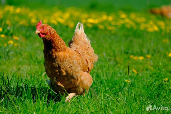 Куры с доставкой