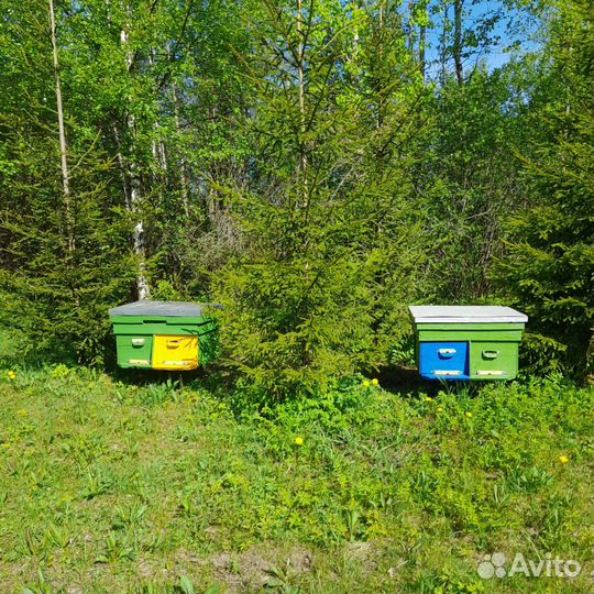 Пчелиные семьи с ульями