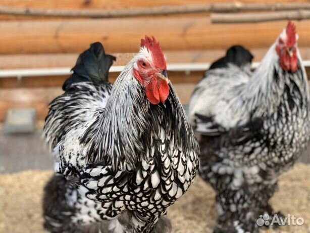 Брама,Мараны,Кохинхины