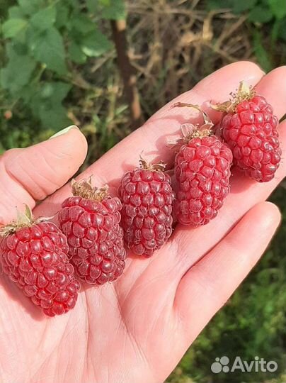 Саженцы ежемалины