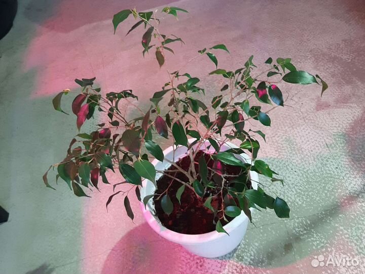 Фикус бенджамина