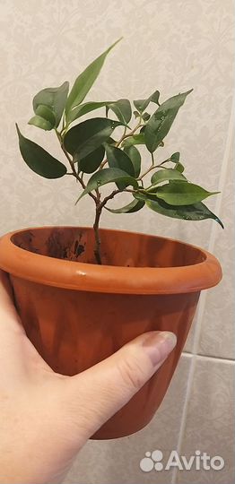 Фикус бенджамина, экзотика