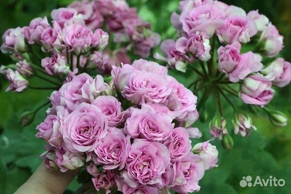 Пеларгония Ю-Мерлезон 2