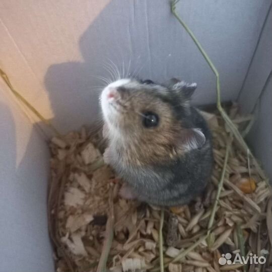 Джунгарский хомяк белый