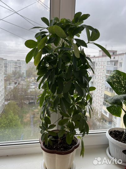 Шефлера