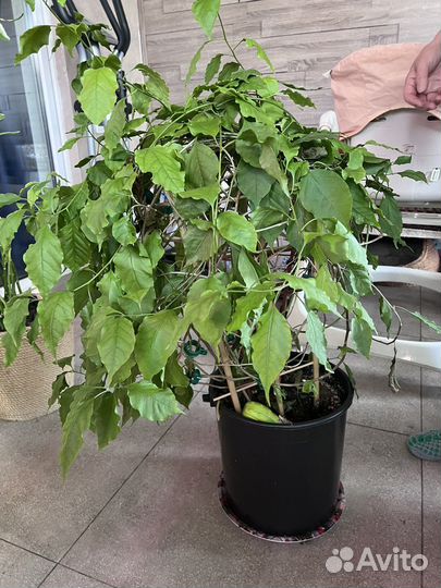 Комнатные растения цветы большие