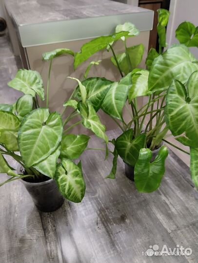 Сингониум white butterfly