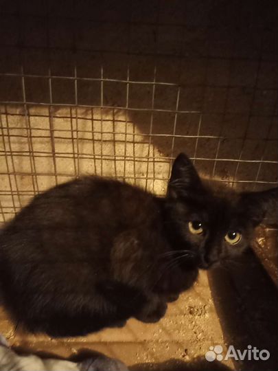 Чернышка ищет дом