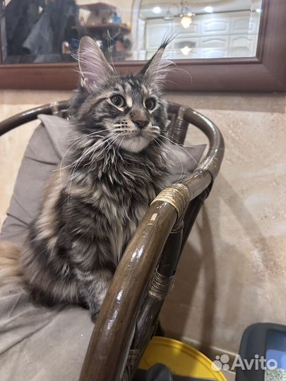 Котенок мейн кун