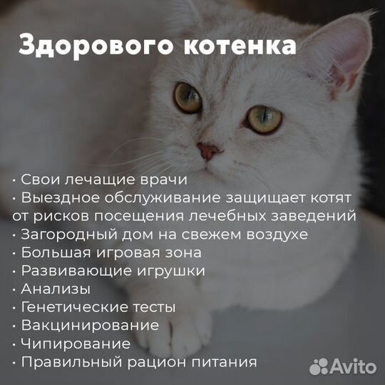 Шотландские котята
