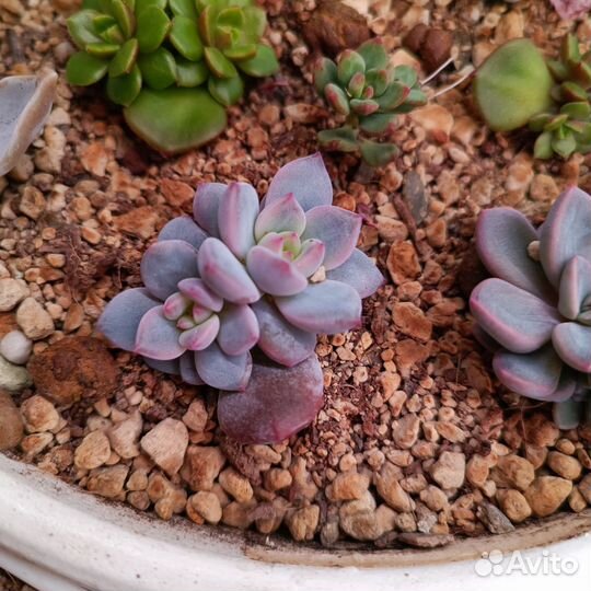 Суккуленты эхеверии 4