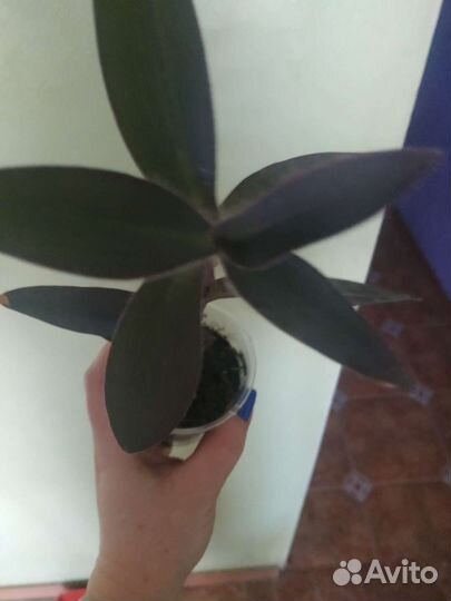 Сеткреазия