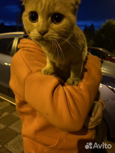 Найден котёнок