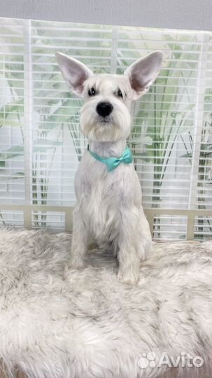 Груминг, стрижка собак, уход за животными