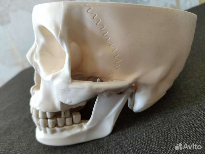 Череп пластмассовый