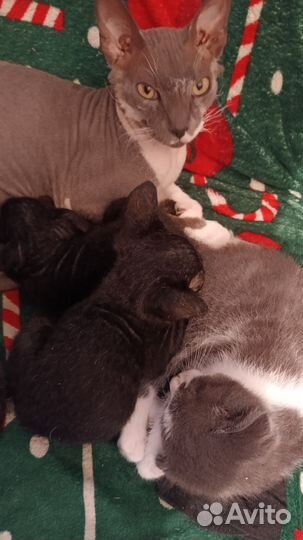 Продам котят