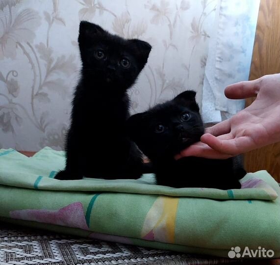 Вислоухие котята в добрые руки