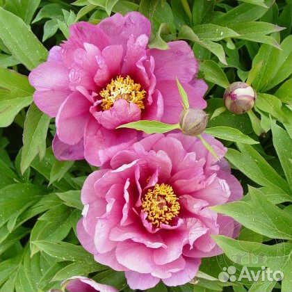 Пионы саженцы элитные сорта наличие