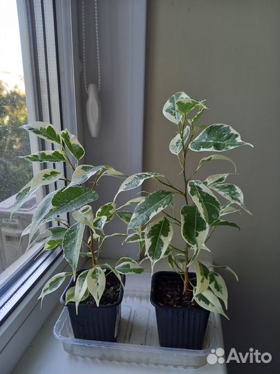 Фикус старлайт