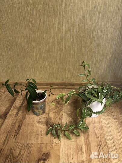 Фикус сагитата